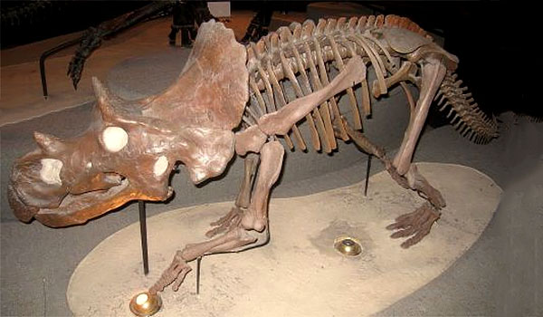 Avaceratops lammers
