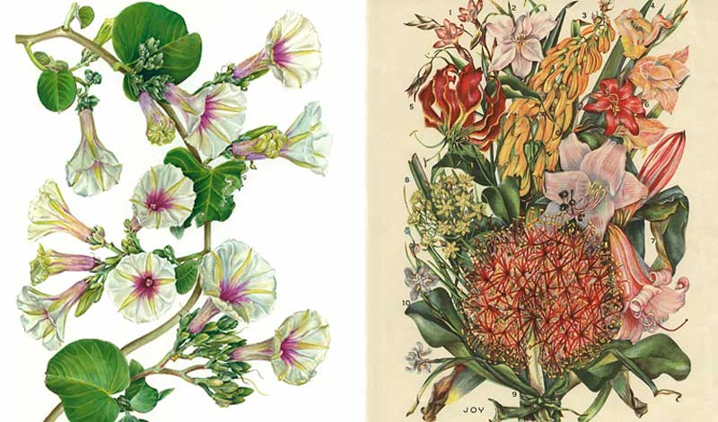 adamson joy illustration flora