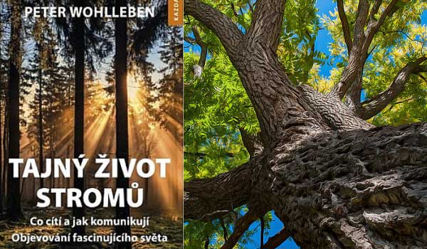 Peter Wohlleben. Tajný život stromů aneb víte, jak žije strom nebo les?