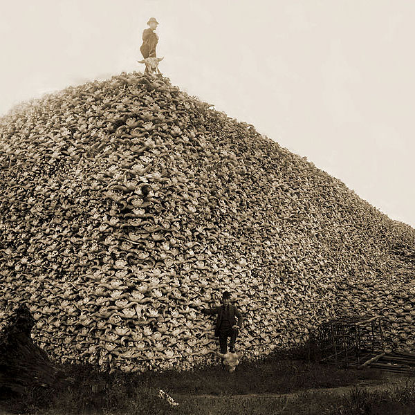 bison-lebky-1888