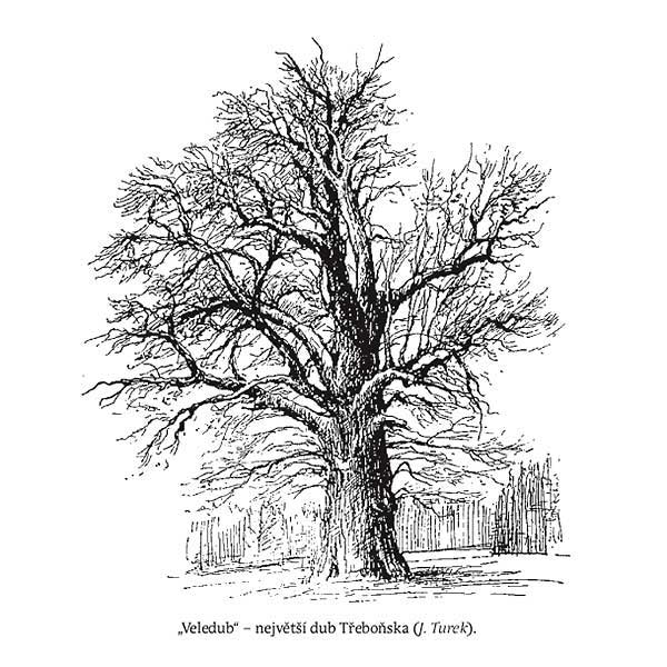 dub nej veledub trebonsko strom
