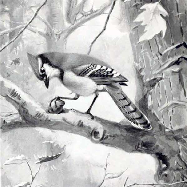 seton bluejay