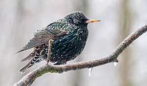 špaček obecný | Čítárny